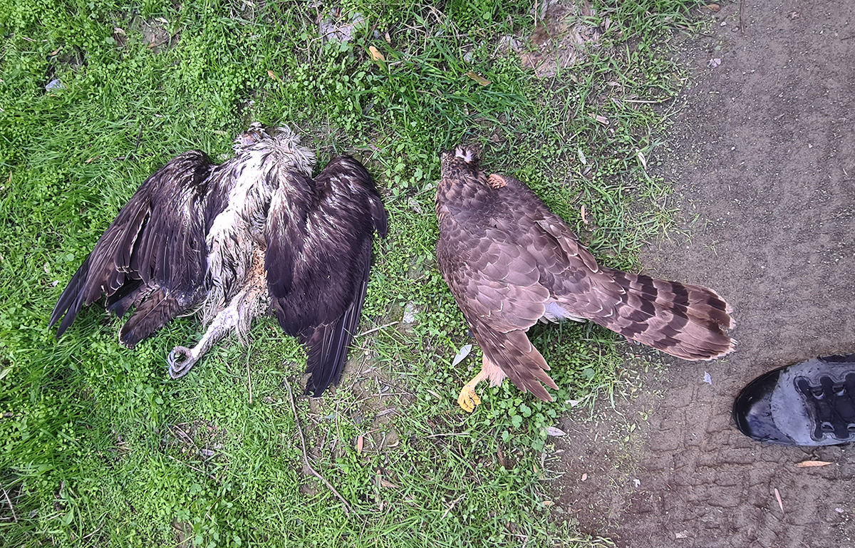 20211221 IKB Spizaetos Cyprus YpiresiaThiras 1