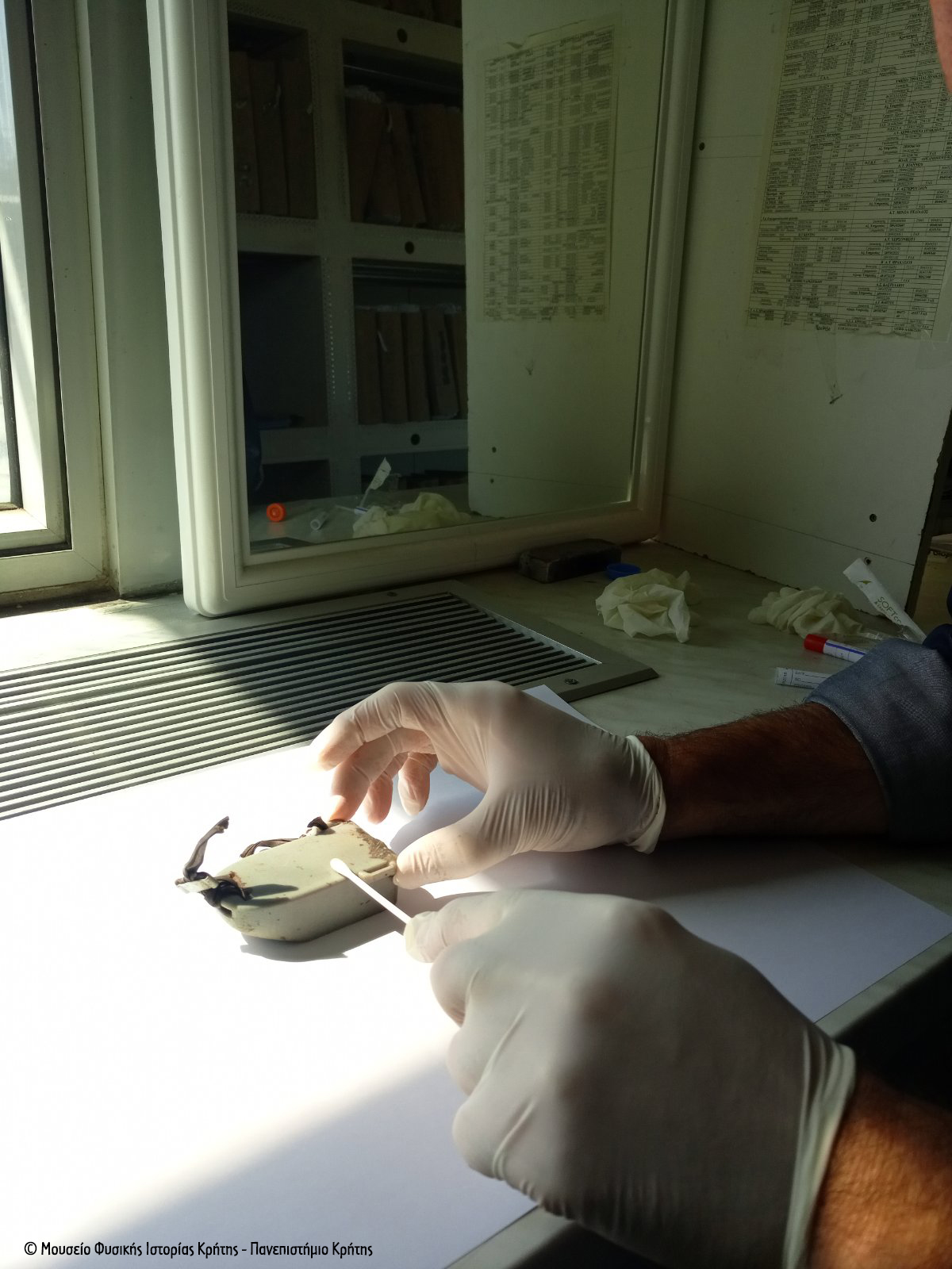 2021 10 07 Purovolimenos Chrysaetos Crete