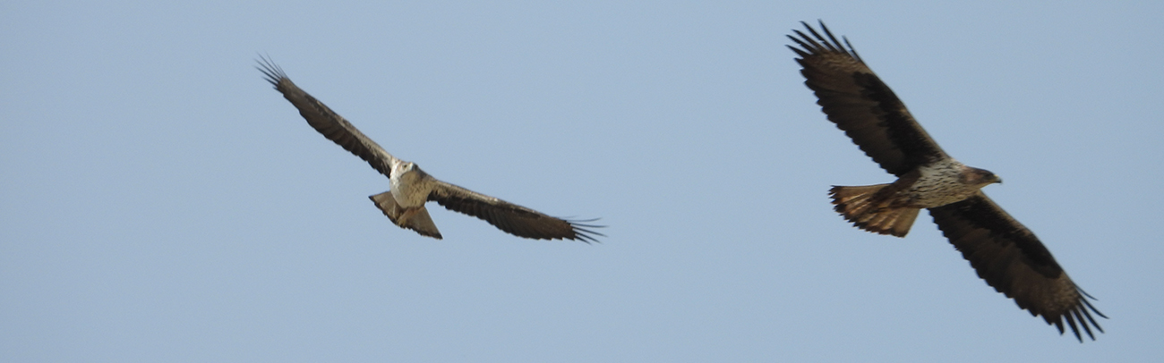 Aquila fasciata Crete KDamianakis NHMC