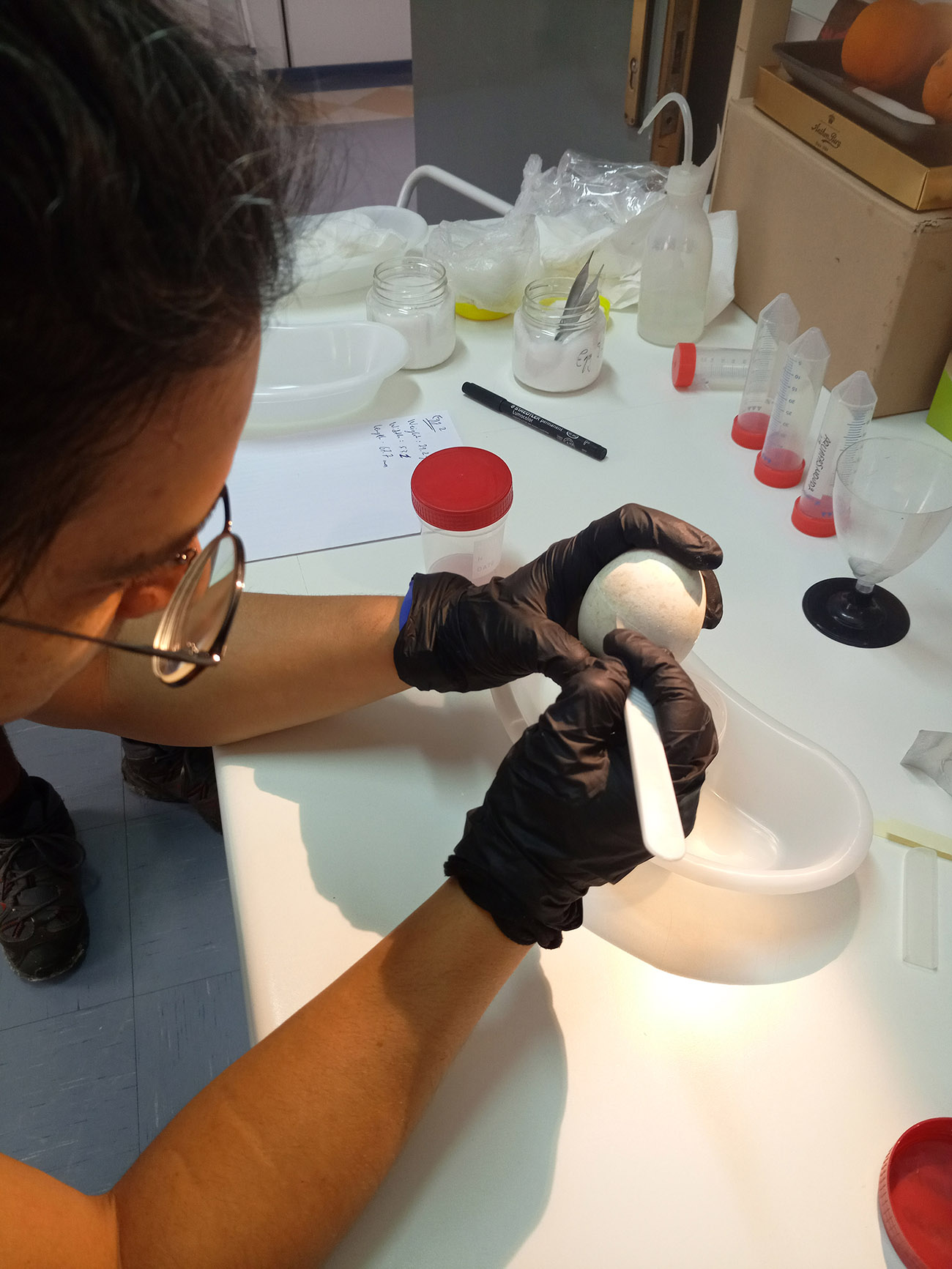 LIFEBonelliEastMed EGeorgopoulou NHMC 2