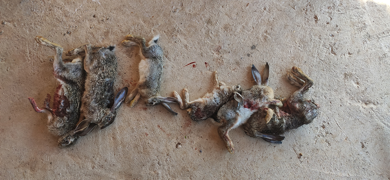 Lathrothiria Dionusades low