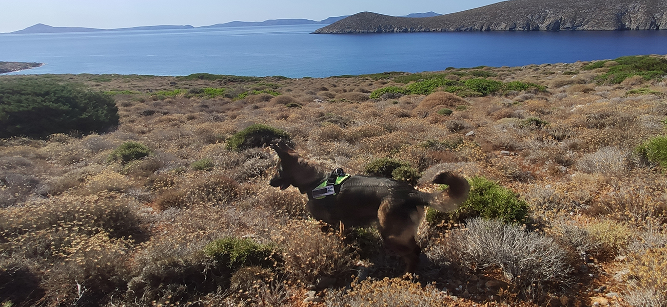 Patrolling Dionusades Pacca 2 low