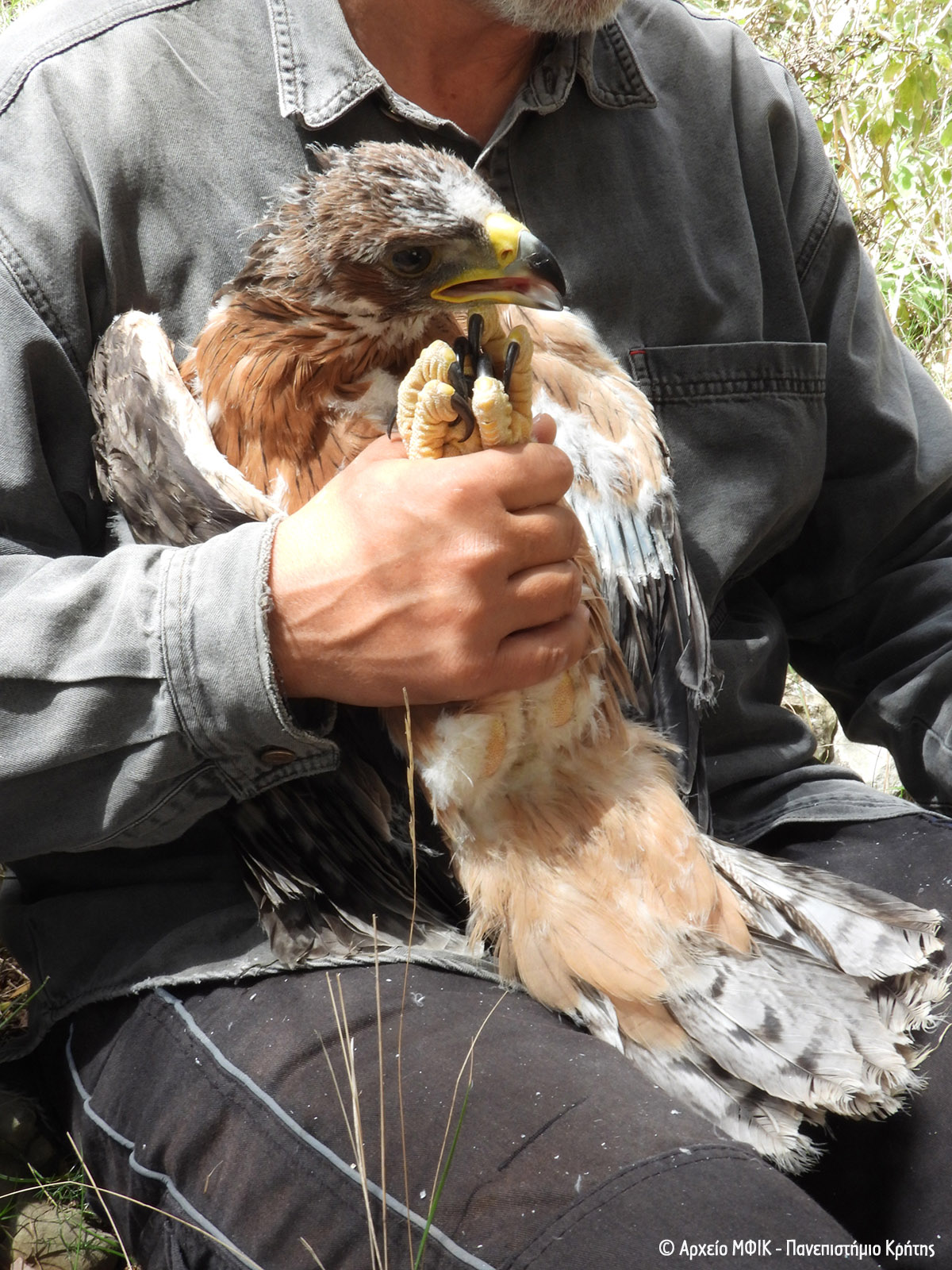 Spizaetos Purovolhmenos Crete 092021 ArxeioNHMC 4 L