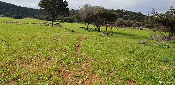 sparmeno chorafi StavrosDetsis fb