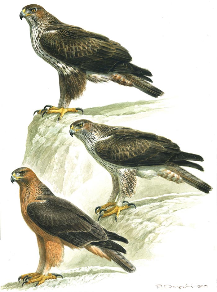 bonelli plate dougalis low res