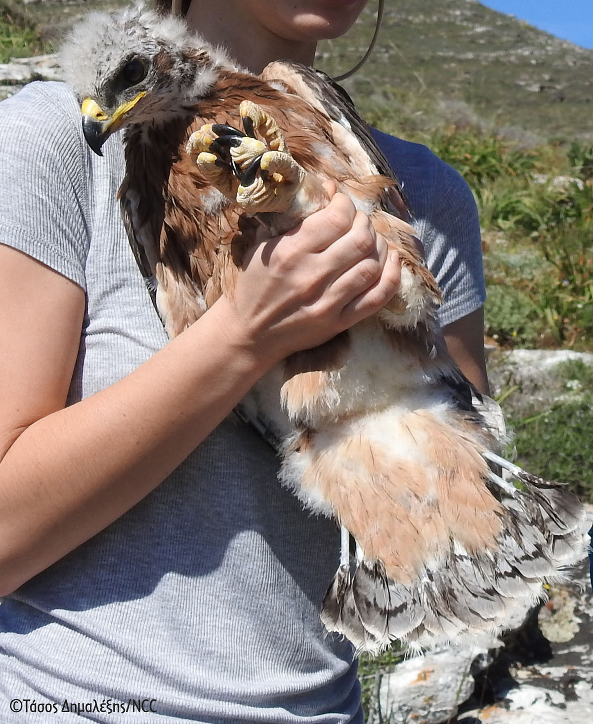 Andros TDimalexis NCC 1