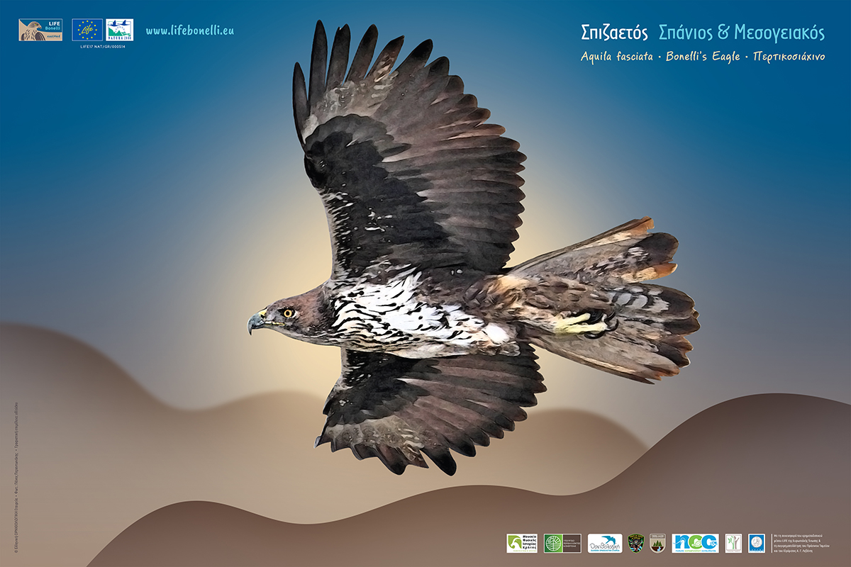 Bonelli Poster 1 A WEB