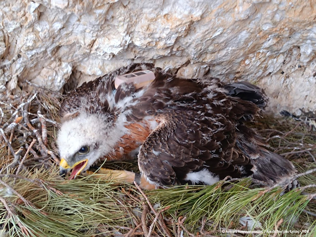 Karpathos Bonelli juvenille Telemetry AspasiaAnagnostopoulou cr