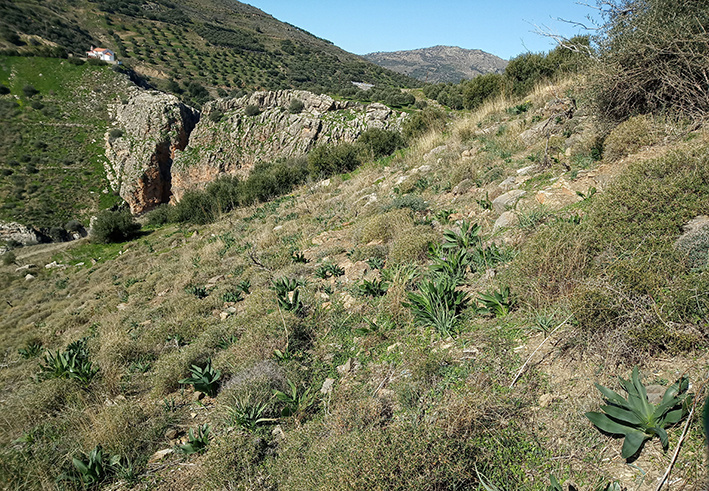 Σπορά Αστερούσια ΚωστήςΔαμιανάκης
