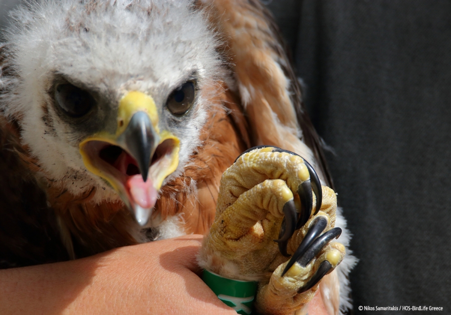 Tagging of the first Bonelli’s Eagle of the season!