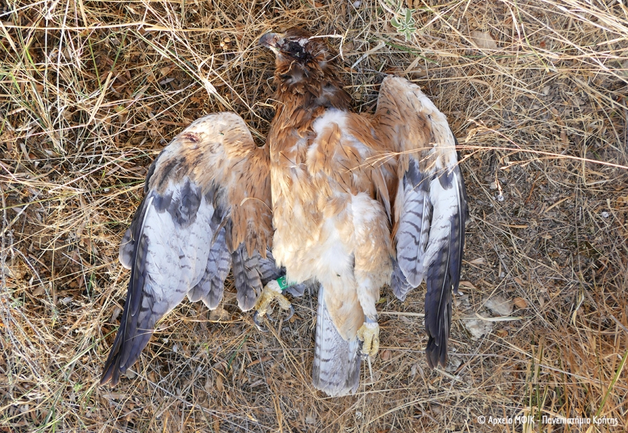 New environmental crime in Crete: Young Bonelli&#039;s Eagle shot dead