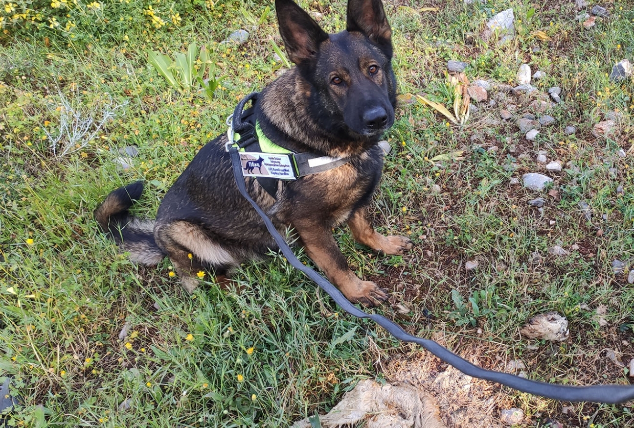 Η «Τσίκα» και η «Πάκα» στη μάχη ενάντια στα δηλητηριασμένα δολώματα