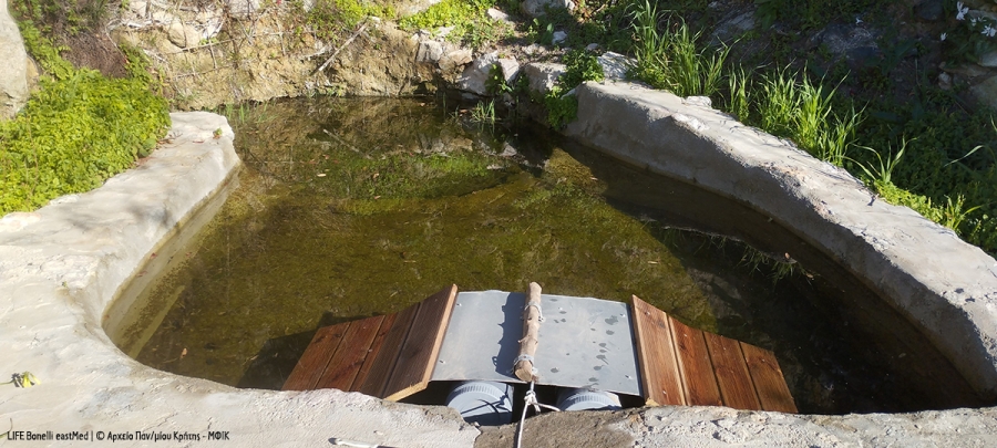 Crete-Tilos, just a Bonelli’s Eagle away!