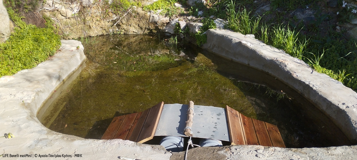 Crete-Tilos, just a Bonelli’s Eagle away!