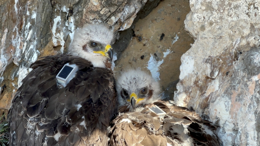 Bonelli’s Eagle - Golden Eagle: results of a breeding year