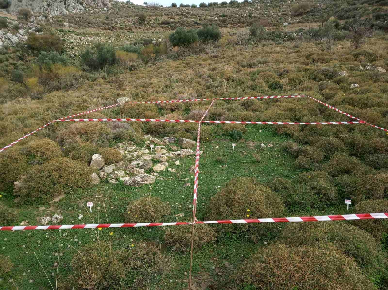 Sowing in benefit of the Bonelli&#039;s Eagle in Crete