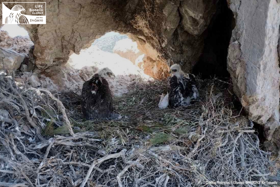 Ringing process of the new generation of Bonelli’s Eagles in Attica