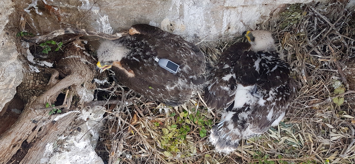 Τα μεγάλα ταξίδια του “Βάιου”