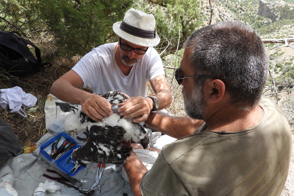 Crete’s first ringed Bonelli’s Eagles ready to leave nest