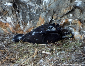 Για άλλη μια χρονιά, με τις &quot;Βιτσίλες&quot; στη Σητεία