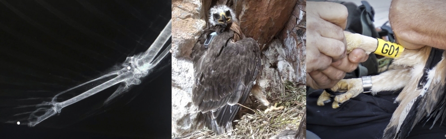 Young Bonelli’s Eagle with satellite transmitter shot dead in Mani