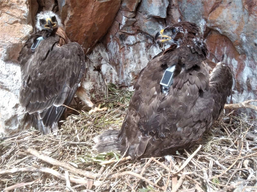 Τagged Bonelli’s Eagles from Mani, Greece ready to share their itineraries