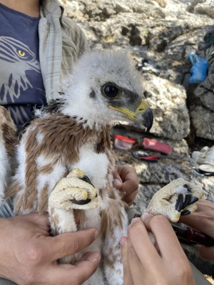 Τελευταία εξόρμηση για δακτυλίωση στη Ρόδο