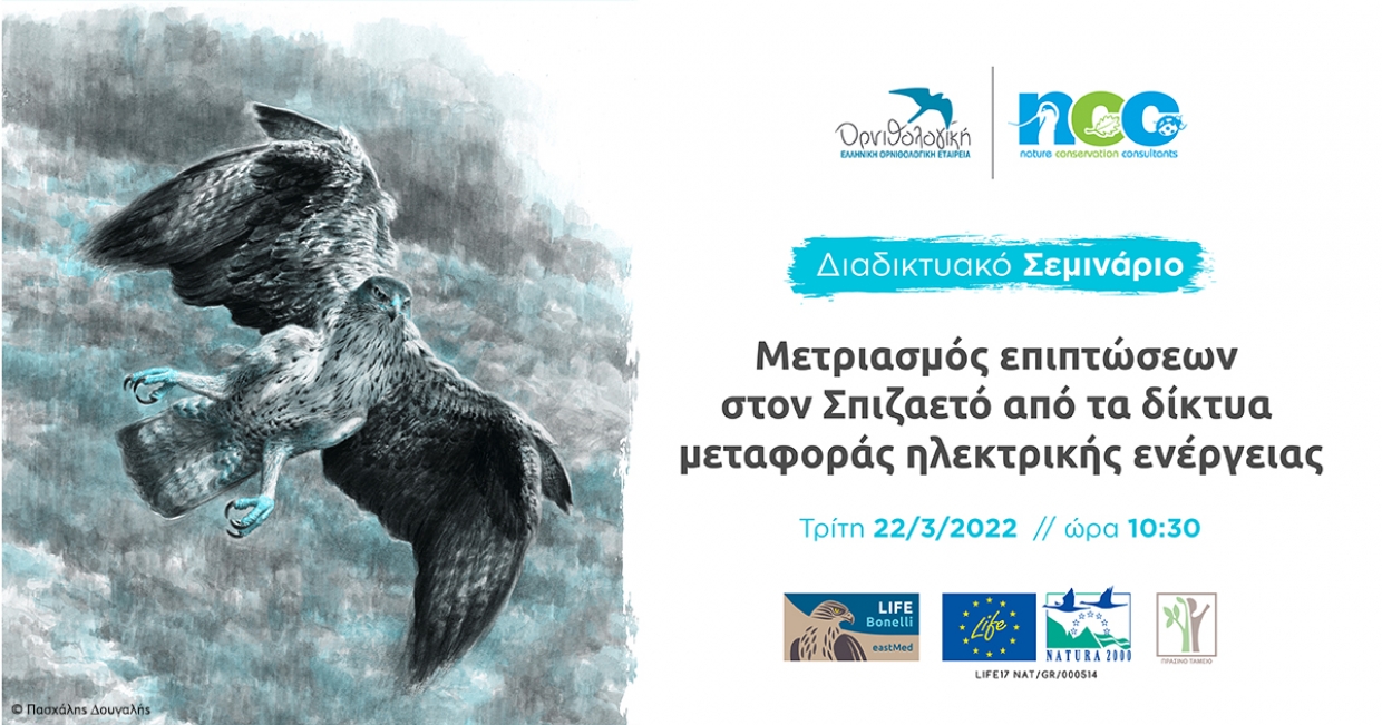 Διαδικτυακό Σεμινάριο: Μετριασμός επιπτώσεων στον Σπιζαετό από τα δίκτυα μεταφοράς ηλεκτρικής ενέργειας