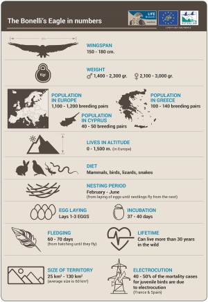 The Bonelli's Eagle in numbers