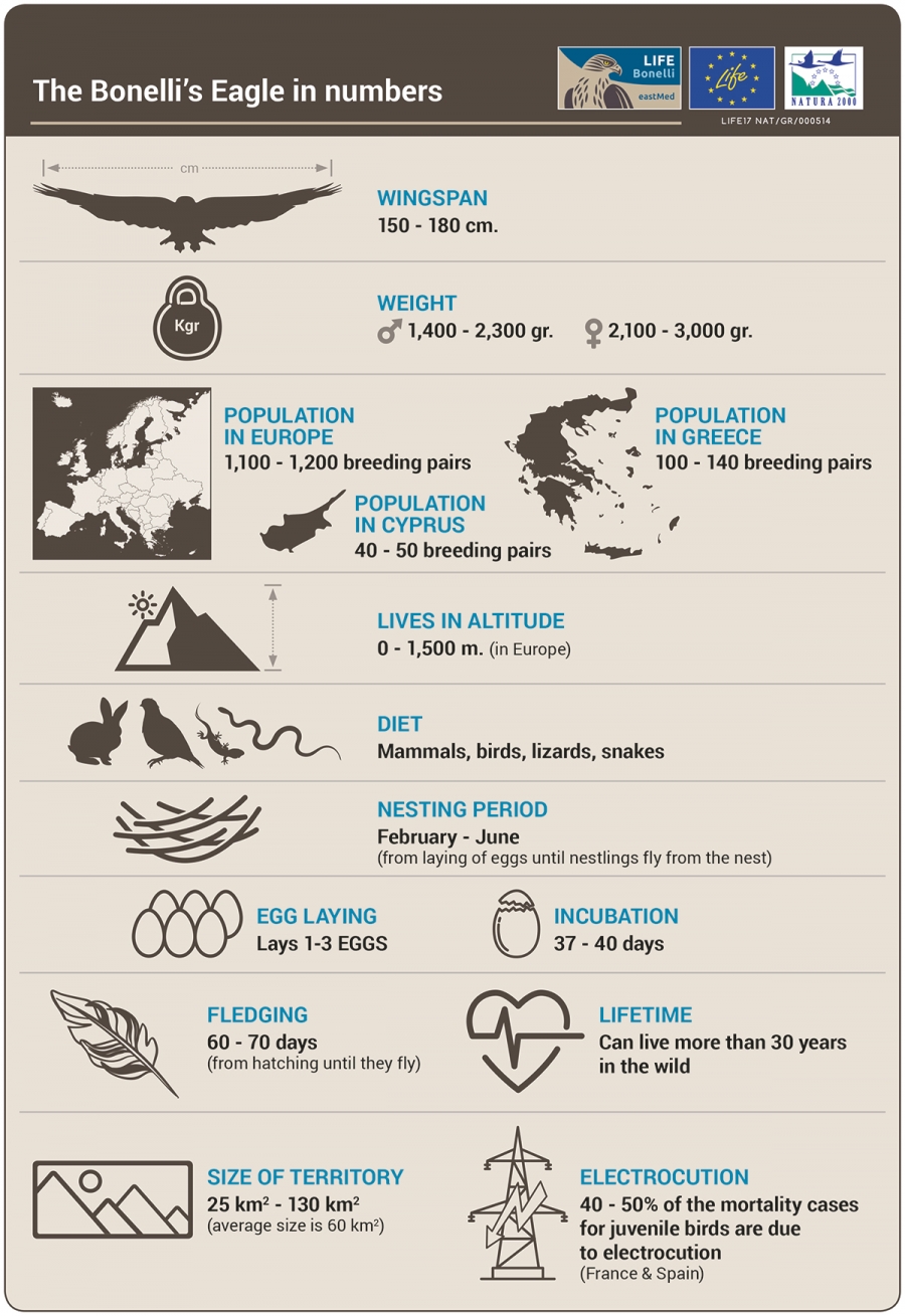 The Bonelli&#039;s Eagle in numbers