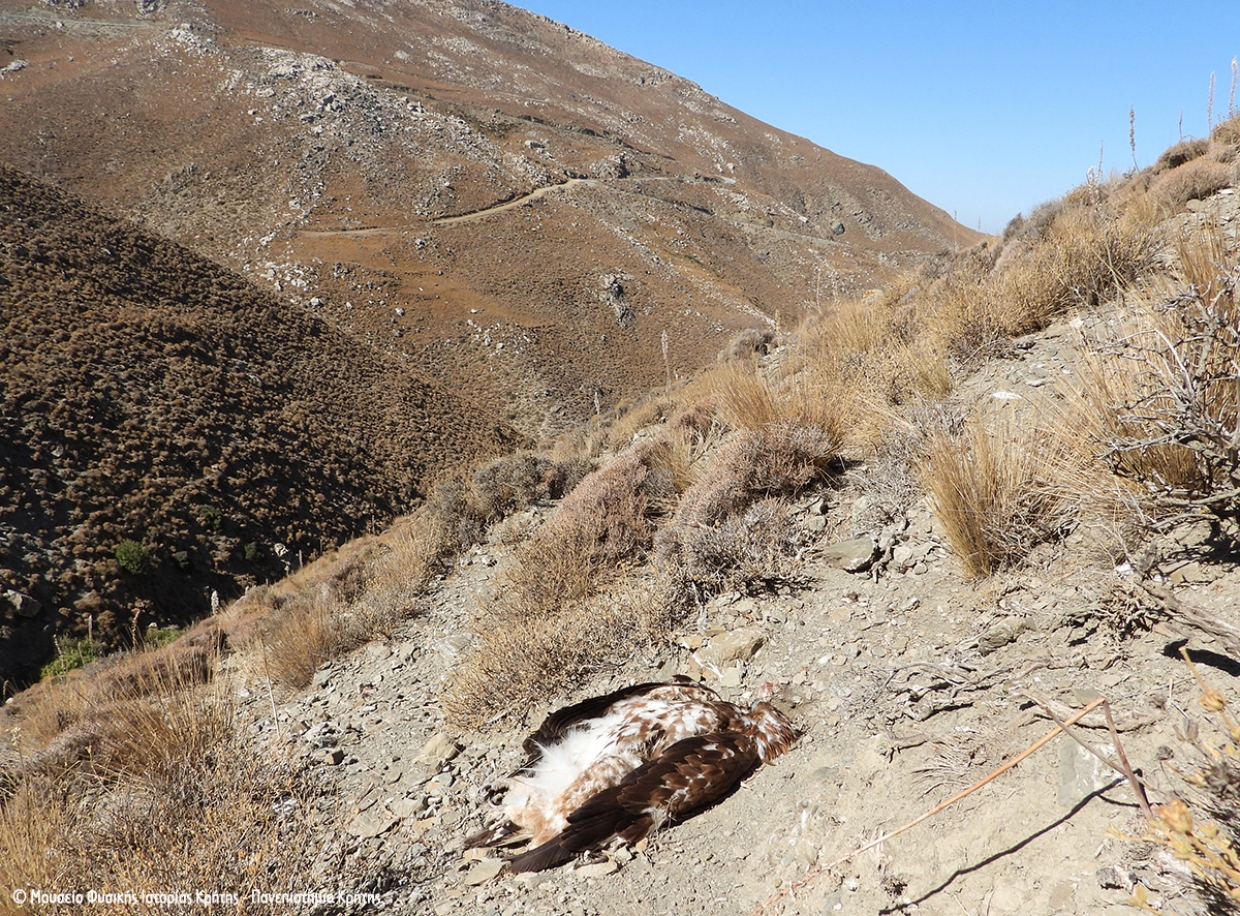 Χρυσαετός νεκρός από πυροβολισμό στην Κρήτη