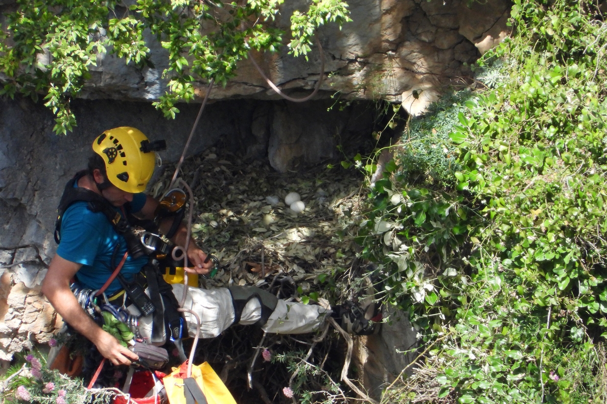 Η αναπαραγωγική επιτυχία δεν είναι δεδομένη!