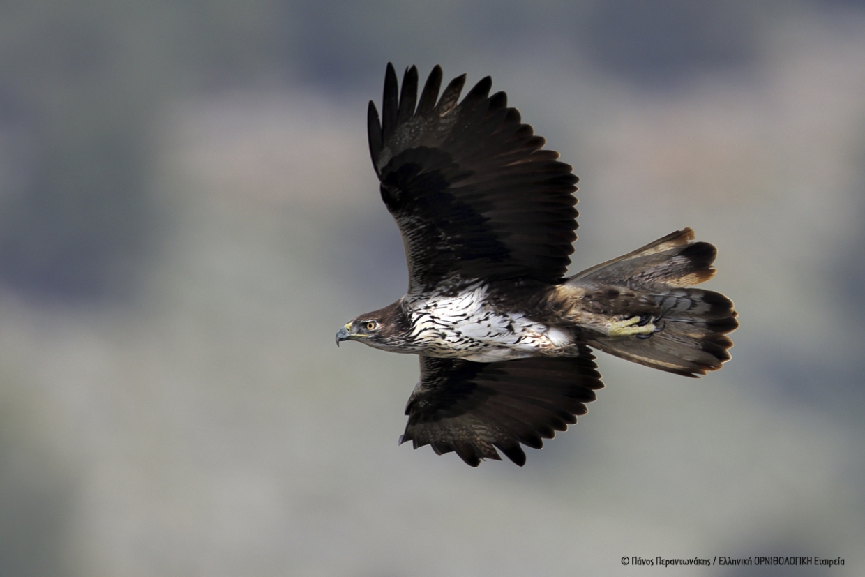 Actions for the conservation of the Bonelli’s Eagle in South Evia