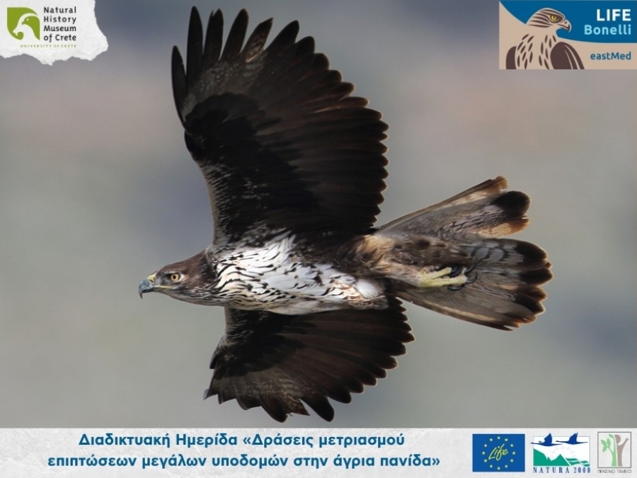 &Delta;&iota;&alpha;&delta;&iota;&kappa;&tau;&upsilon;&alpha;&kappa;ή &Eta;&mu;&epsilon;&rho;ί&delta;&alpha; "&Delta;&rho;ά&sigma;&epsilon;&iota;&sigmaf; &mu;&epsilon;&tau;&rho;&iota;&alpha;&sigma;&mu;&omicron;ύ &epsilon;&pi;&iota;&pi;&tau;ώ&sigma;&epsilon;&omega;&nu; &mu;&epsilon;&gamma;ά&lambda;&omega;&nu; &upsilon;&pi;&omicron;&delta;&omicron;&mu;ώ&nu; &sigma;&tau;&eta;&nu; ά&gamma;&rho;&iota;&alpha; &pi;&alpha;&nu;ί&delta;&alpha;"