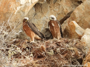 Η Ομάδα του LIFE Bonelli eastMed και φέτος στην Κάρπαθο