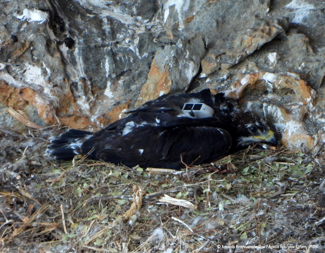 Monitoring the ‘Vitsiles’ in Sitia, Crete